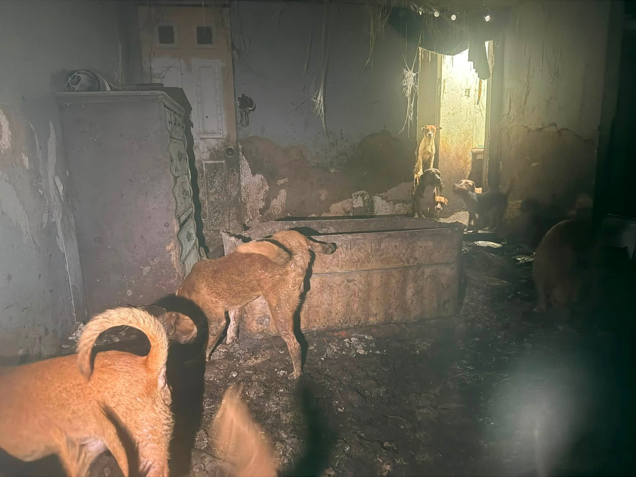 Dogs in sad situation in Mississippi