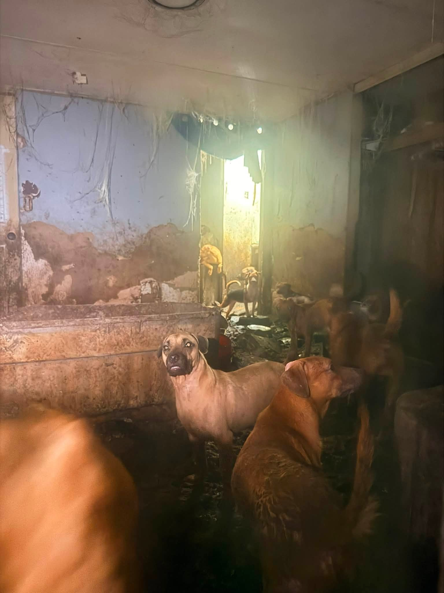 Dogs in sad situation in Mississippi