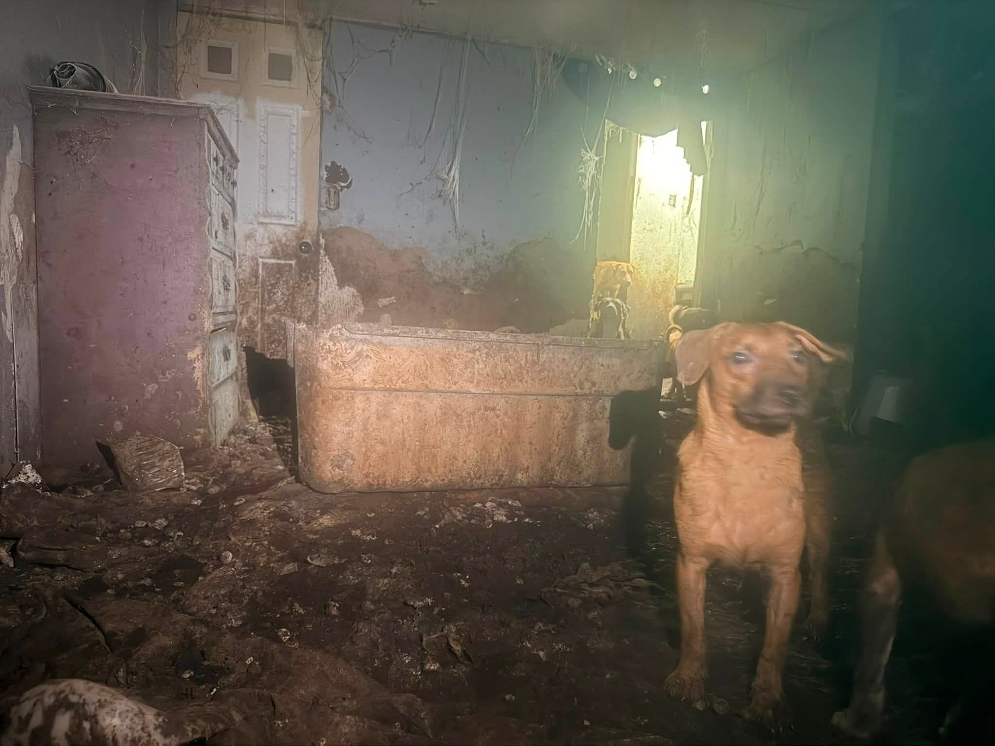 Dogs in sad situation in Mississippi